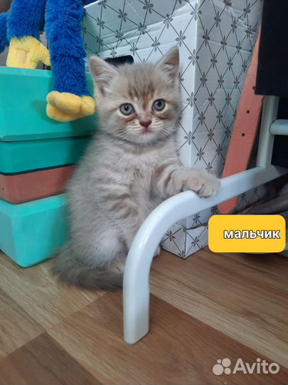 Британские котята