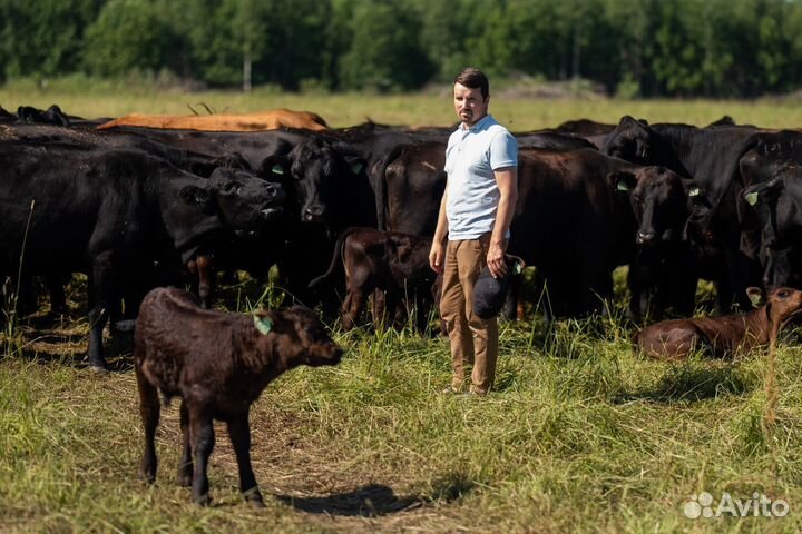 Консультирование в сфере мясного животноводства