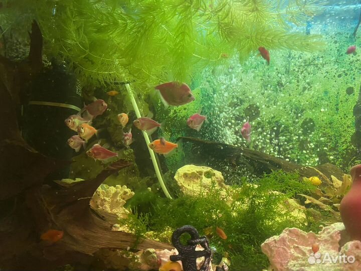 Аквариум со всем оборудованием вроде 200л
