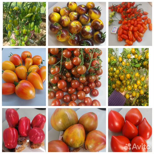 Семена томатов, сладких и острых перцев