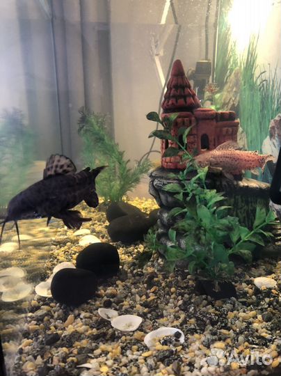 Аквариумные рыбки Сомы