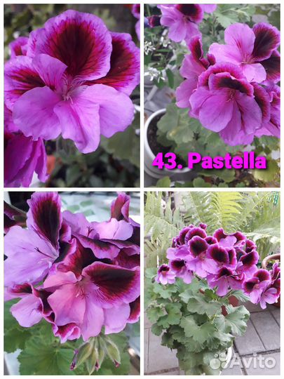 Герань пеларгония королевская