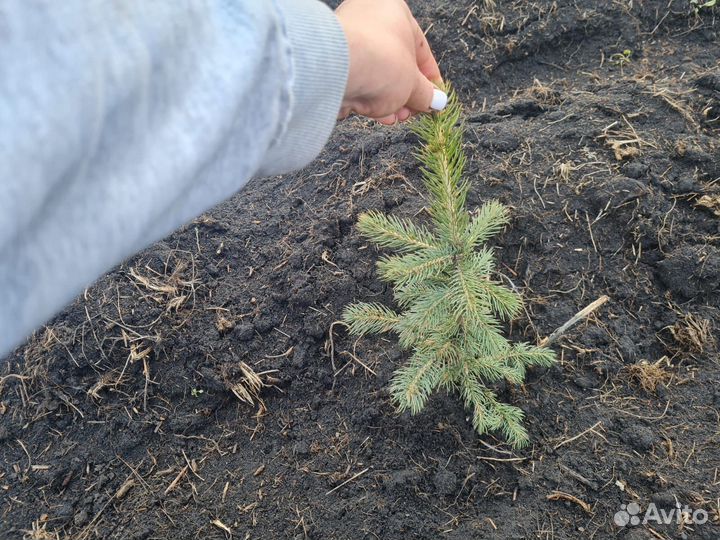 Саженцы Ель Голубая
