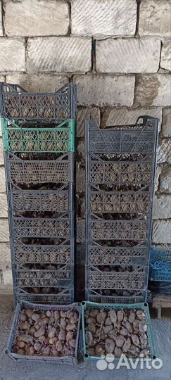 Картошка Славянка
