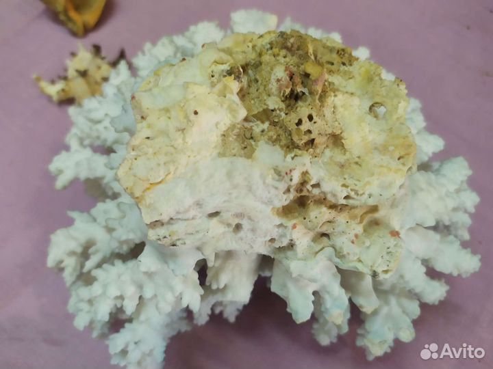 Коралл рапан ракушка натуральные