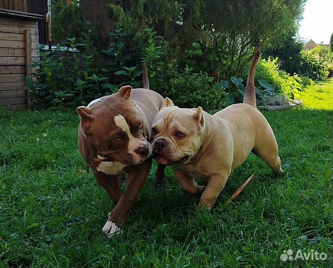 Булли покет