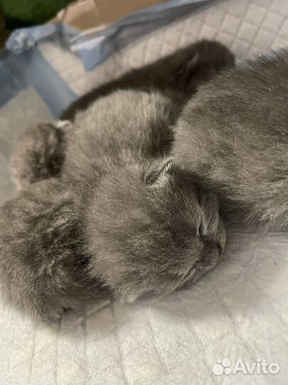 Шотландские котята