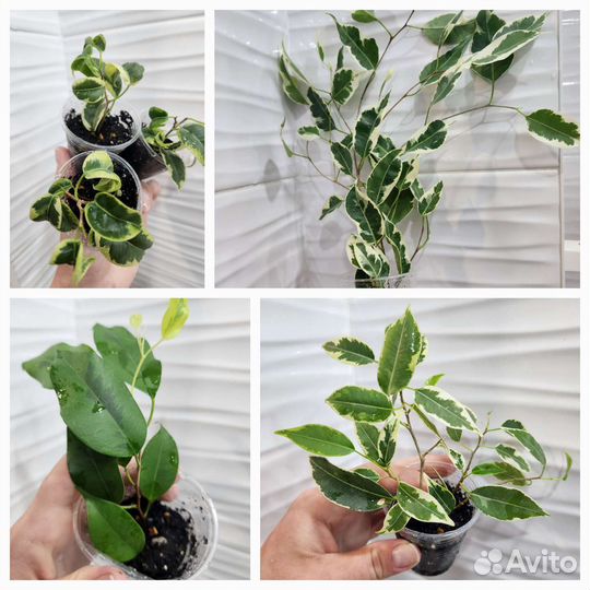 Фикусы сортовые