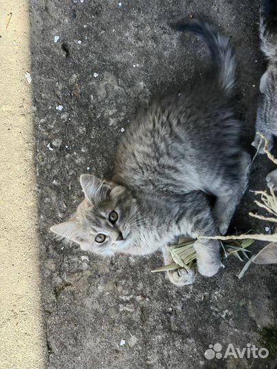 Котята родились 15.06.2023