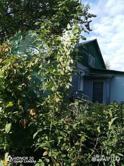 Пальма юкка