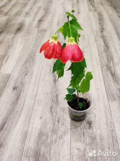 Гибискус красный и розовый. Абутилон