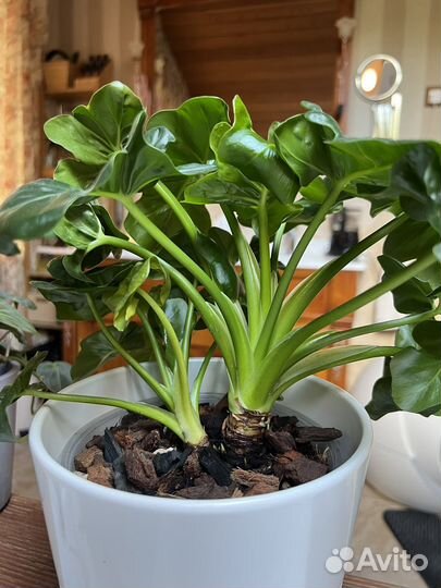 Филодендрон Атом