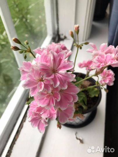 Пеларгония Сага