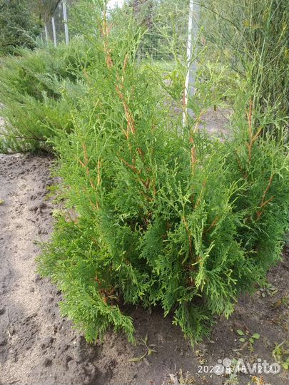 Можжевельник