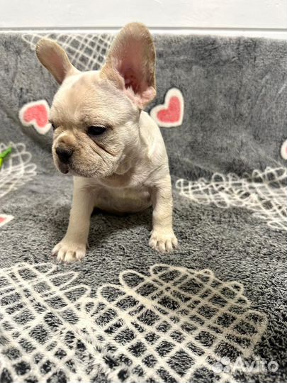 Французский бульдог