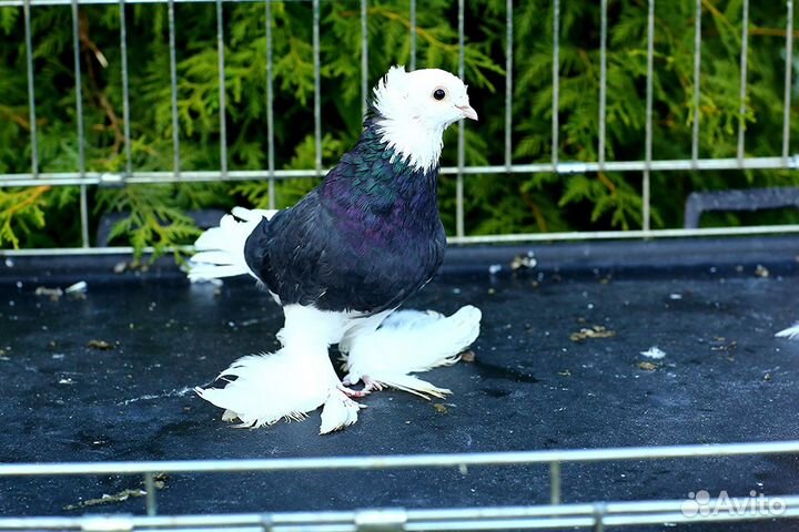 Голуби акуши