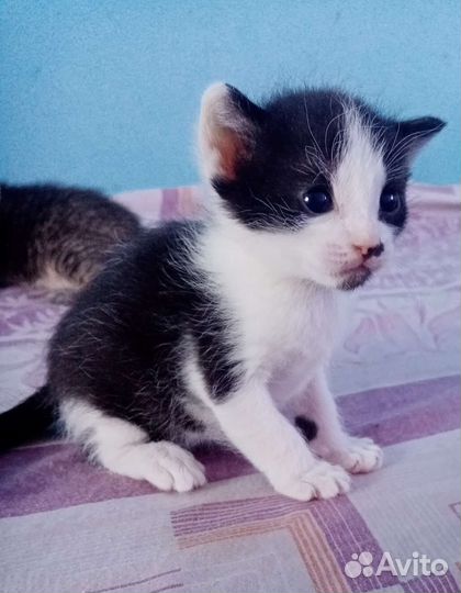 Котята в добрые руки. Метисы канадского сфинкса