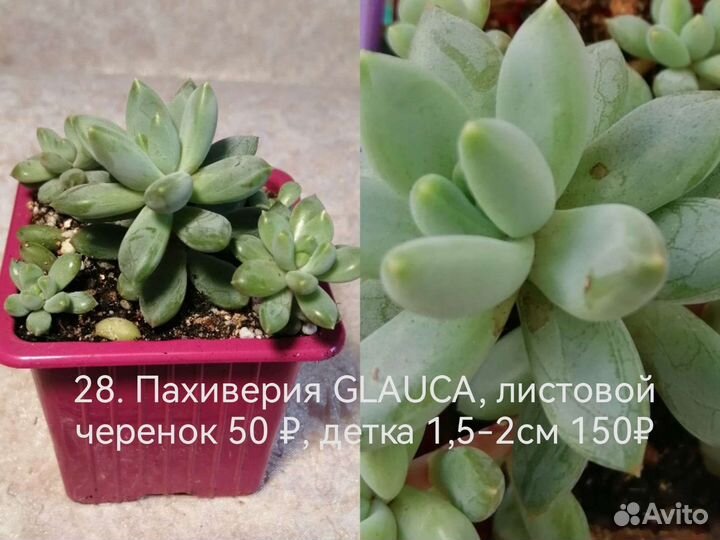 Суккуленты