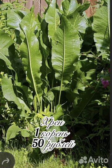 Топинамбур, груша плоды, хрен