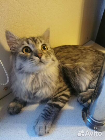 Кошка в дар бесплатно