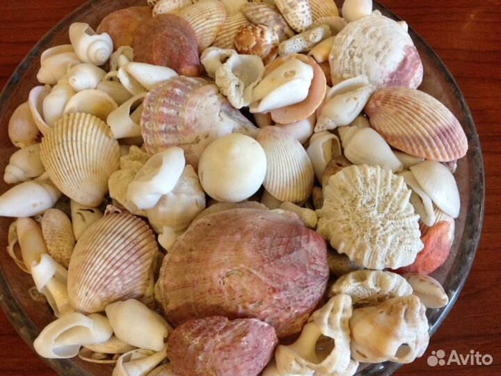 Ракушки Персидского залива