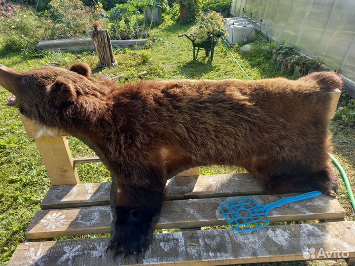 Медведь шкура
