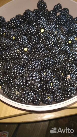 Саженцы персика, абрикоса, винограда, ежевики