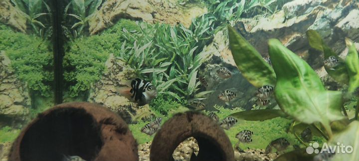 Сапфировый попугай, рыбка панда