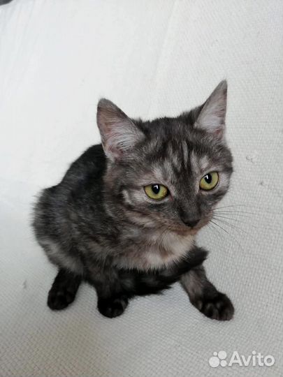 Отдам бесплатно