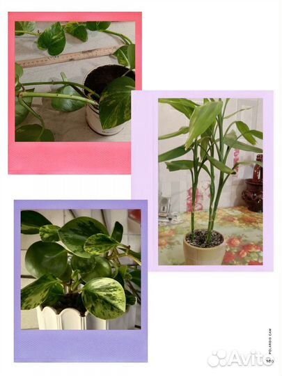 Комнатные цветы