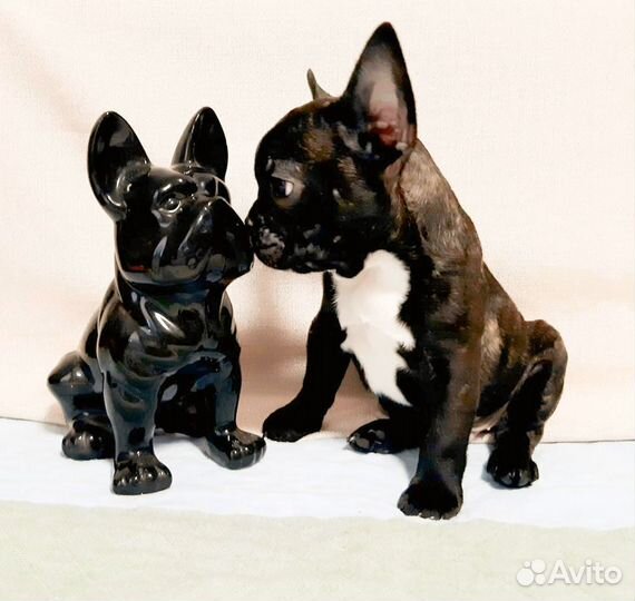 Французский бульдог