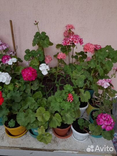 Герани или пеларгонии