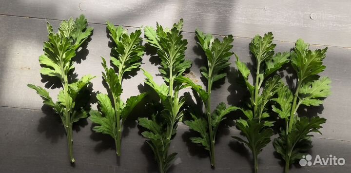 Хризантема черенки