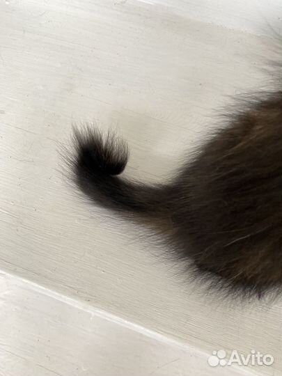 Котенок с особенным хвостиком