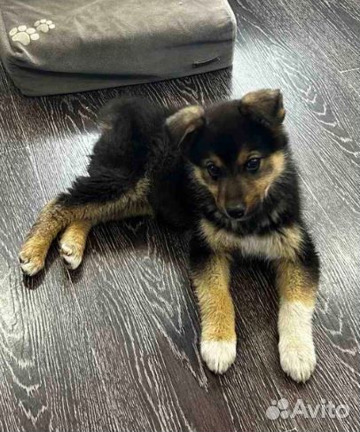 Милая девочка в дар