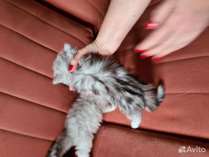Серебристая шиншилла