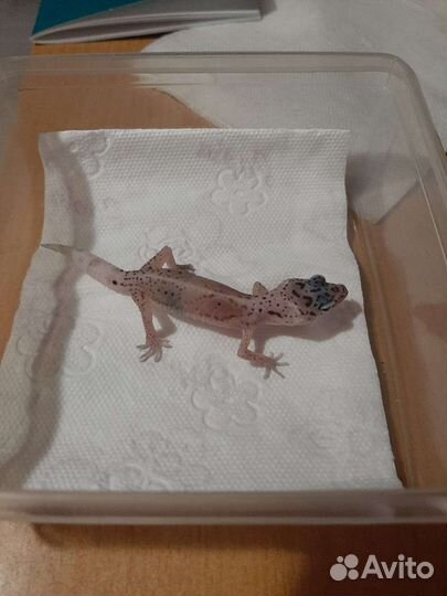 Леопардовый геккон Эублефар