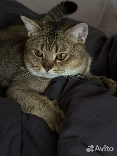 Шотландец для вязки