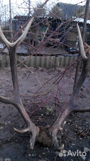 Красивые рога оленя