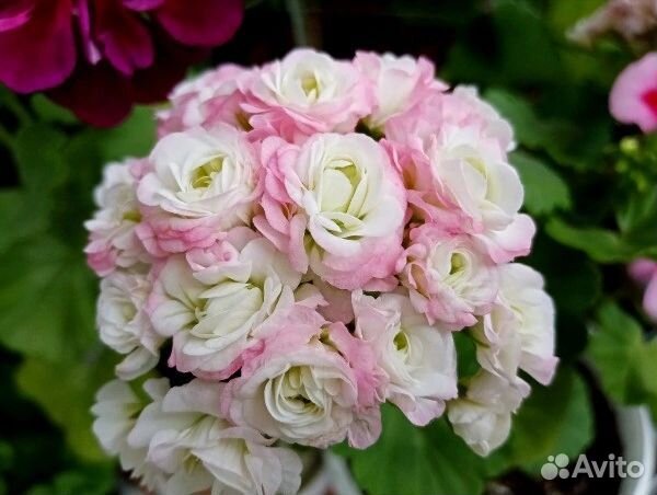 Пеларгонии