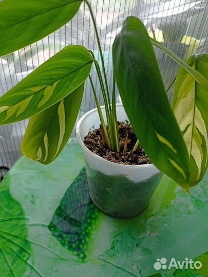 Калатея ктенанта