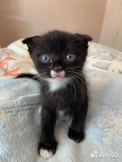 Котенок девочка