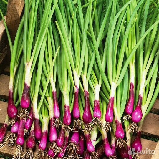 Семена для микрозелени