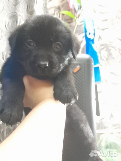 Лабрадорчики