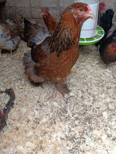 Инкубационное яйцо кур