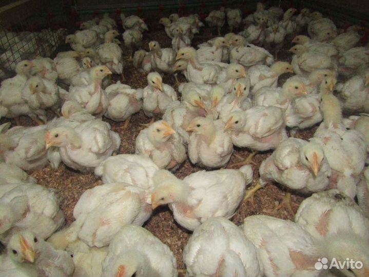 Суточные, подрощенные цыплята бройлеров