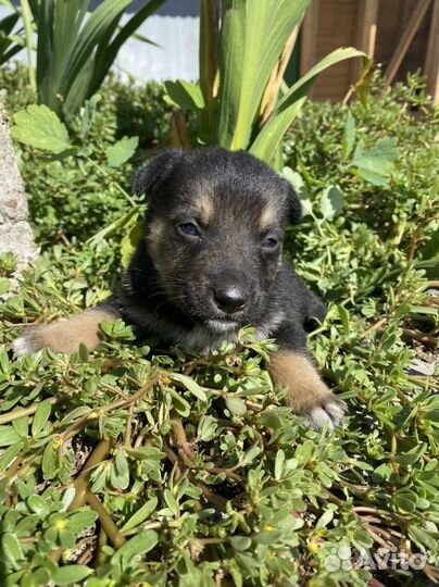 Маленькая собака