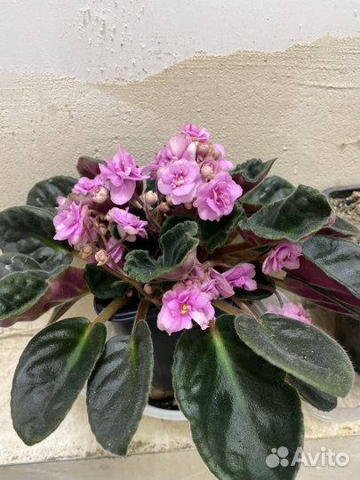 Комнатные растения цветы бесплатно