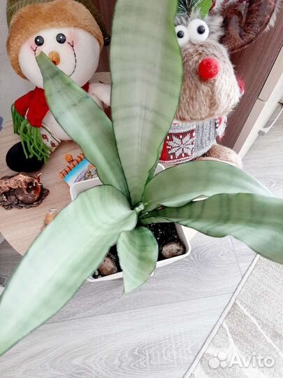 Сансевиерия муншайн