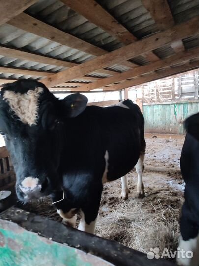 Бычки и быки на мясо